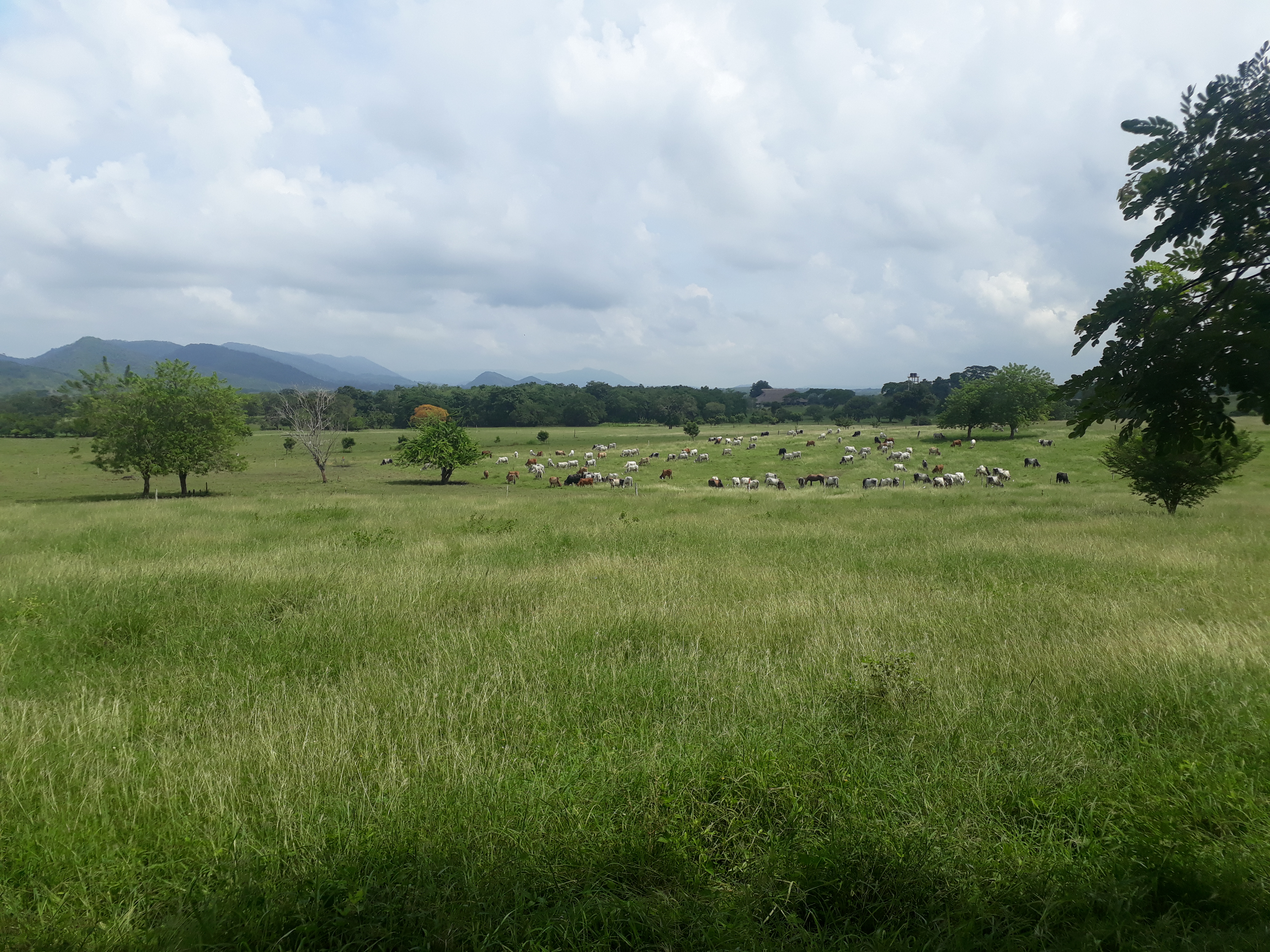 Panorama de una finca ganadera con pasturas y ganado